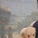 강아지분양 애견입양 아이러브독 인천점 이미지