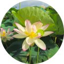 (주)에스에이엠 삼락공원점 | 부산 최대 연꽃 명소! 삼락생태공원 연꽃단지 만개 현황과 생생 후기