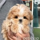 이정훈 강아지 이미지