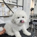 엄지애견미용 이미지