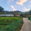 ANOTHER DOG 이미지