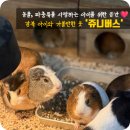 쥬니버스 | 서울 아이랑 가볼만한곳 : 쥬니버스 수유동 동물카페 파충류 체험 후기