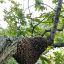 오동슈퍼 이미지