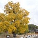 임고서원의 은행나무 이미지