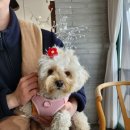 코티지 309 이미지