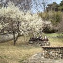 충신 성응길 정려현판 | 천안 아산 현충사 봄꽃 개화 실시간, 홍매화 반려동물 주차