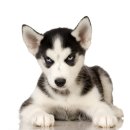 닥터멍동물병원 이미지