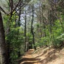 저지오름 이미지