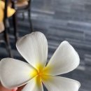 나트랑_&#39;더아남리조트&#39; 레스토랑 후기_조식 인도친 레스토랑/비치클럽 레스토랑/사이공바 더아남버거...