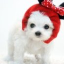 예쁜강쥐 이미지