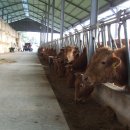 서호목장 이미지