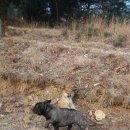 강아지홀릭 이미지