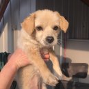 능곡파출소 이미지