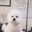 바비펫샵 이미지