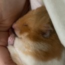 파우 동물병원 이미지