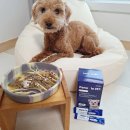 벳전문약국 | 강아지 프리미엄 유산균 임상균주 페노비스 벳 프리미엄 유산균 후기