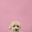 루이스독 이미지