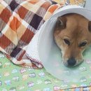 탑동물병원 이미지