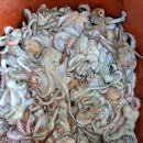 진도앞바다의 살아있는 바다장어,문어 저렴하게 맛보세요~ (손질갑오징어,아귀,곱창김,다시마) 이미지