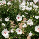 화성무궁화 이미지