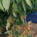 일품한우농장 이미지