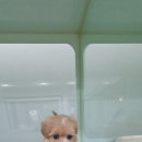 독스캣 강아지고양이 수원점 이미지