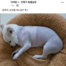 연새랑