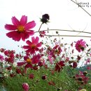 임씨네농장 이미지