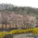 이영춘「풀잎」 Daum카페