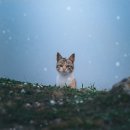 샤인고양이메디컬센터 이미지