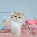 골드 캣 이미지