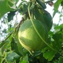 하늘타리 이미지