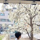 카페빈스 | 서울 목련 카페 중화역 빈스로드 상봉본점 주말 이용후기