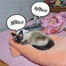 페르메스 이미지
