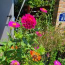 매일 꽃 이미지