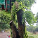 진주 청곡사 영산회상도 | 진주 가볼만한 사찰 -월아산 천년고찰 청곡사
