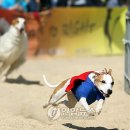 임실군 오수의견문화제 전국 축제로 발돋움, 3일간 3만여명 방문·체험 이미지