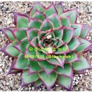 철화농장 이미지