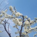 다미농원 이미지