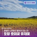 대보중학교 | 광활한 노란빛이 펼쳐져 있는 곳! 포항 호미곶 유채꽃