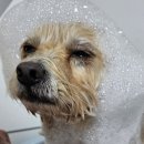 DOG깨비 강아지 미용실 이미지