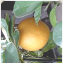 행자네집 이미지