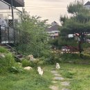 버팔로(경주점)