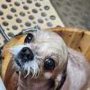 예쁜공주 이미지