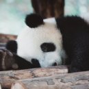 (주)판다 이미지