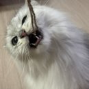 캔디캣 | 캣디피 고양이 입질 장난감 후기