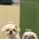 즐거운애견미용실 이미지