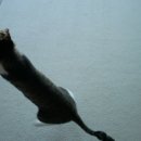 고양이집:고집 이미지