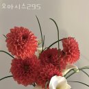 오아시스295 - 마포구 동교로 272-7 | 오아시스295