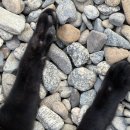 간전면사무소 | 구례 카페 안음 고양이가 있는 감성 카페